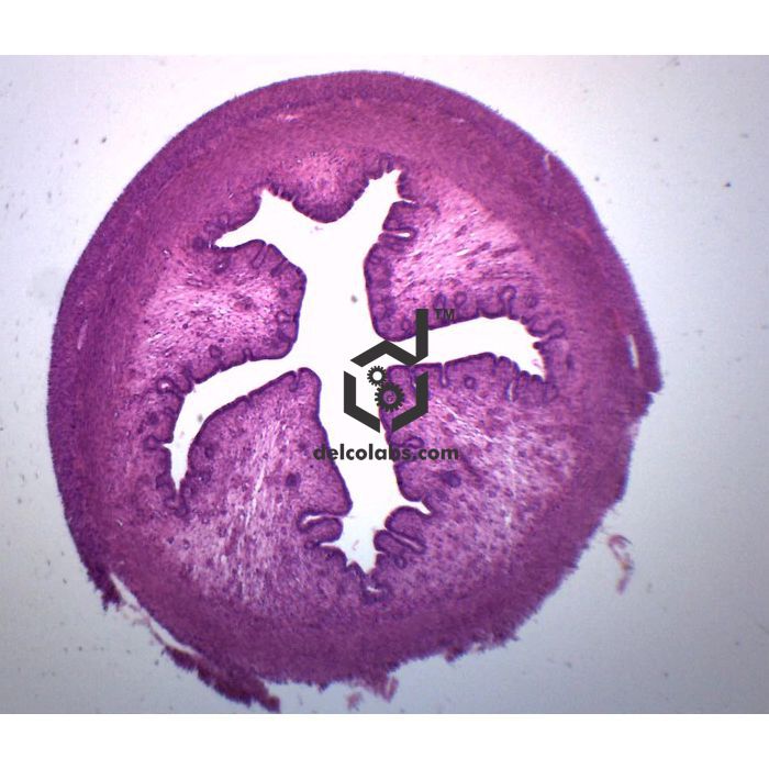 Divyansh_educational