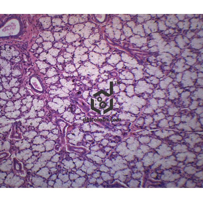 Divyansh_educational