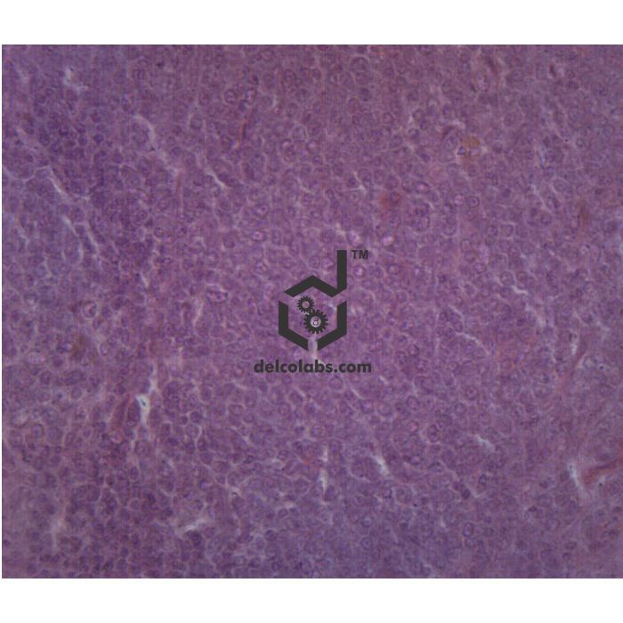 Divyansh_educational