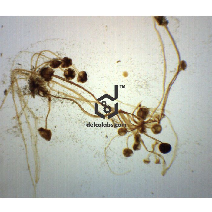 Divyansh_educational