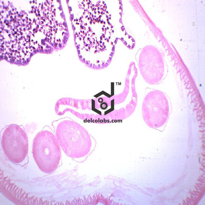 Divyansh_educational