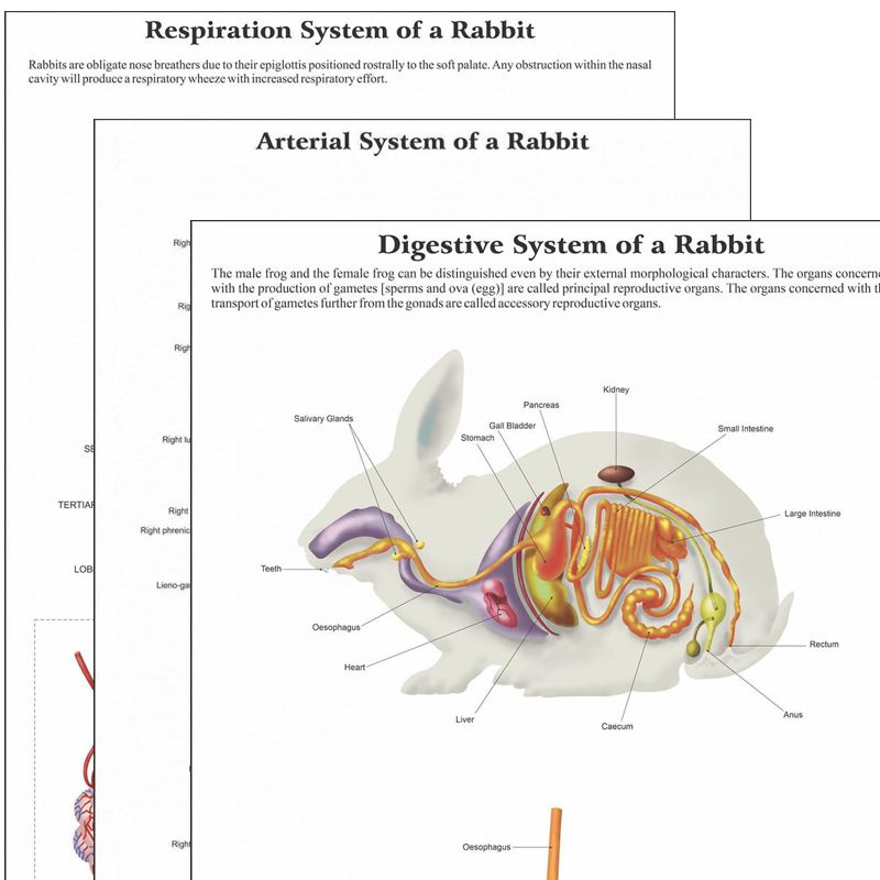 Divyansh_educational