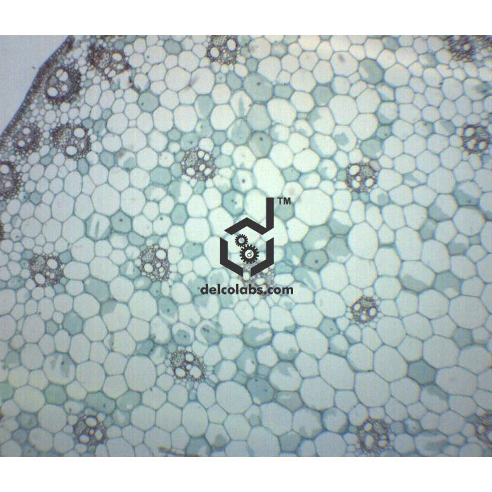 Divyansh_educational