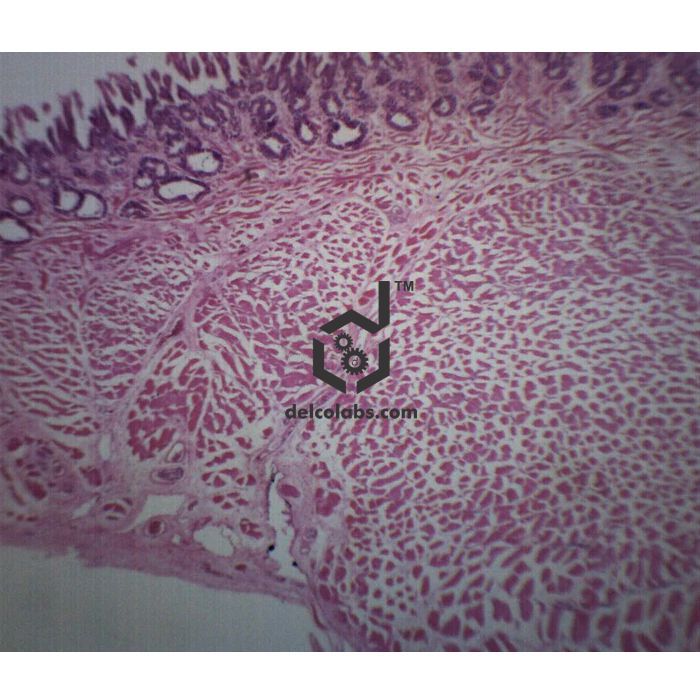 Divyansh_educational