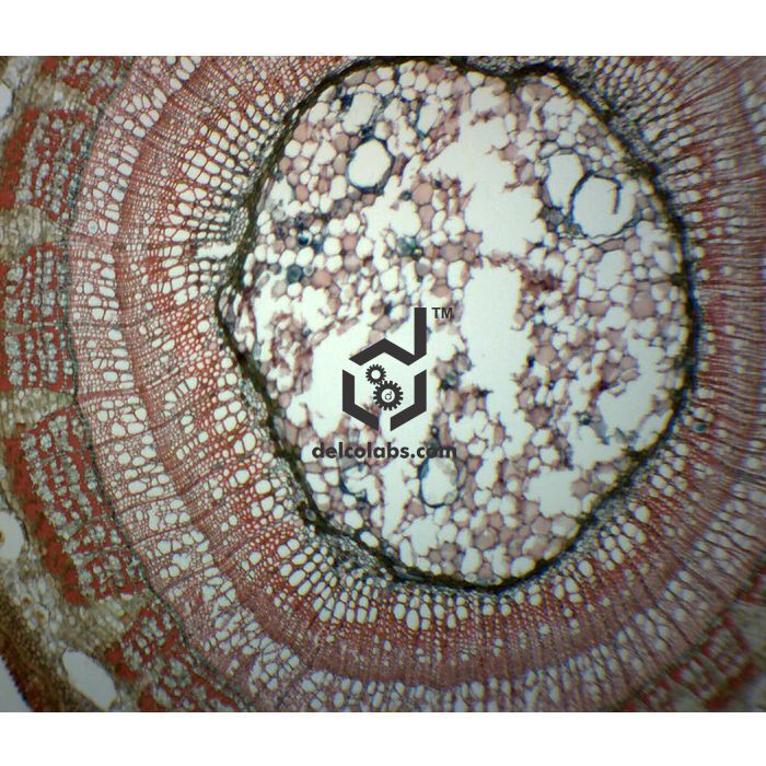 Divyansh_educational