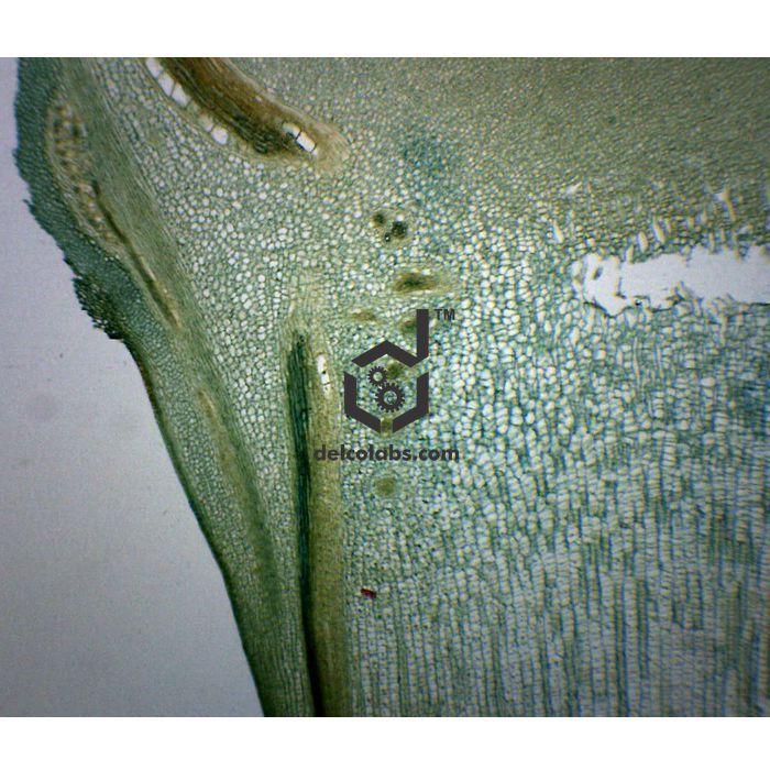 Divyansh_educational