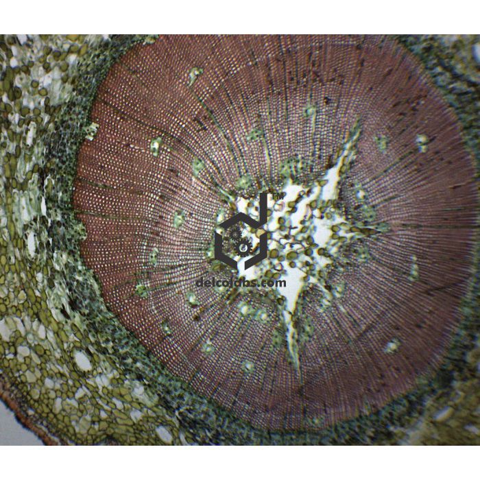 Divyansh_educational