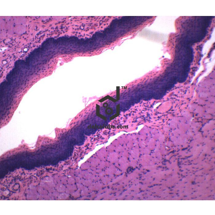 Divyansh_educational