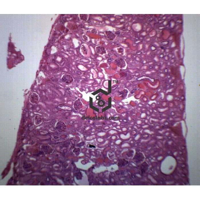 Divyansh_educational