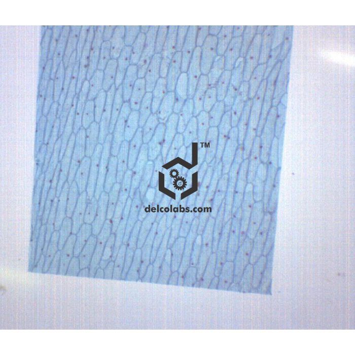 Divyansh_educational