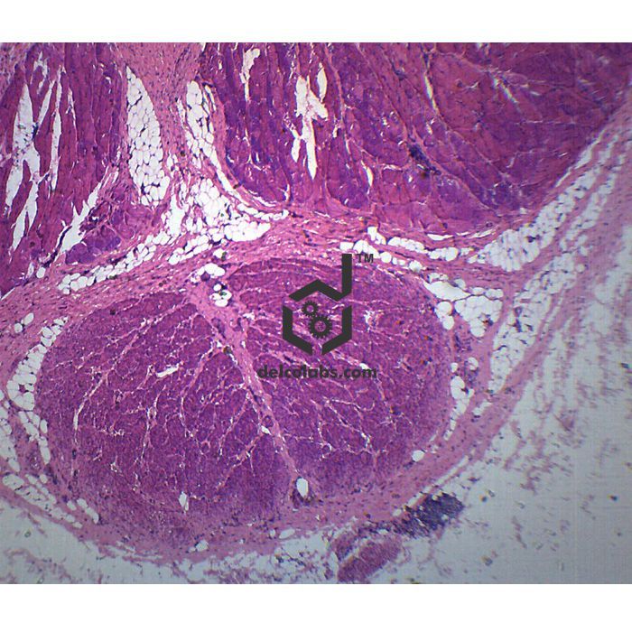 Divyansh_educational