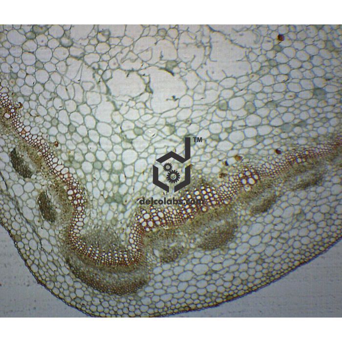 Divyansh_educational