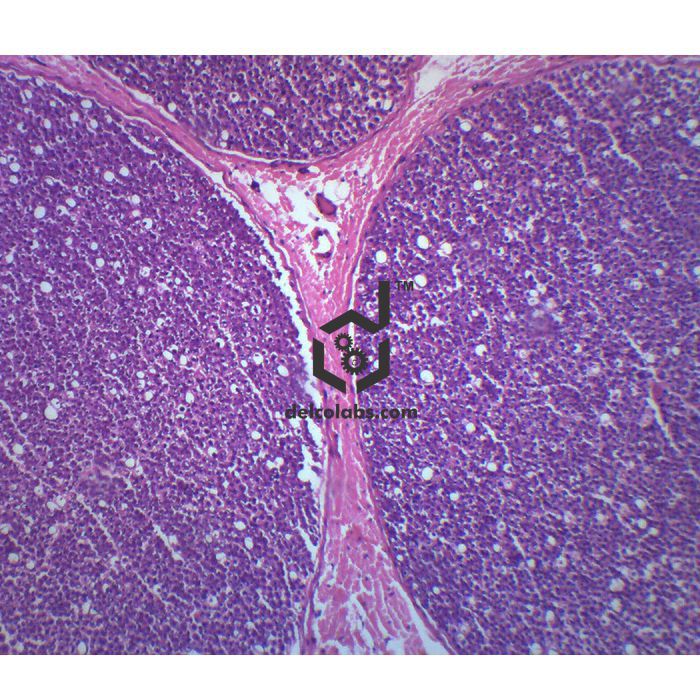 Divyansh_educational