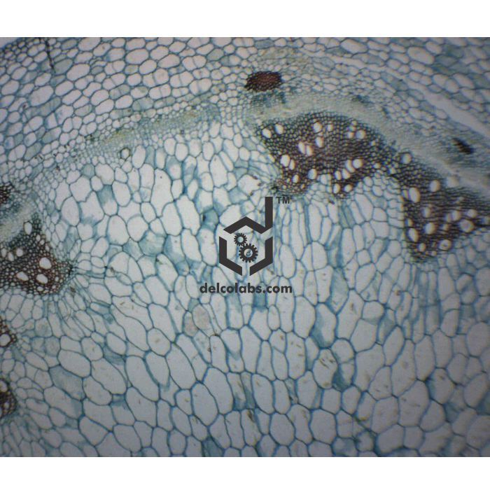 Divyansh_educational