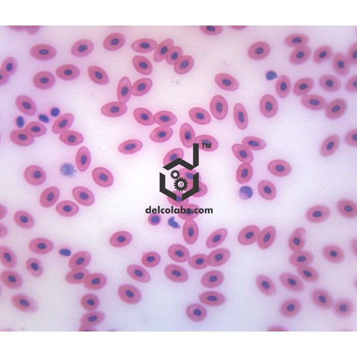 Divyansh_educational