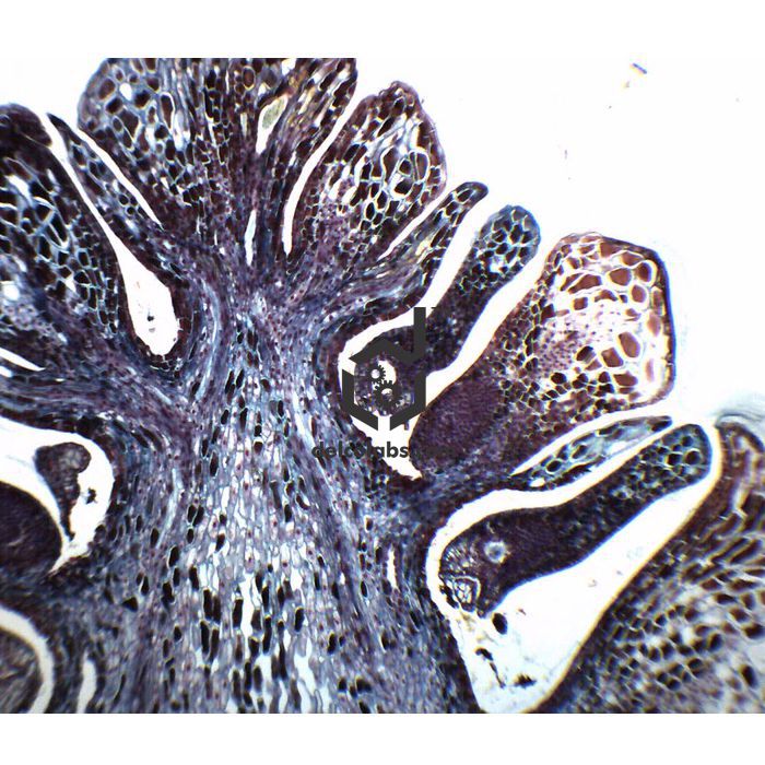 Divyansh_educational