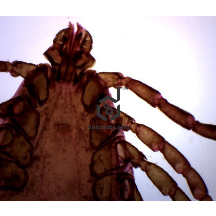 Divyansh_educational