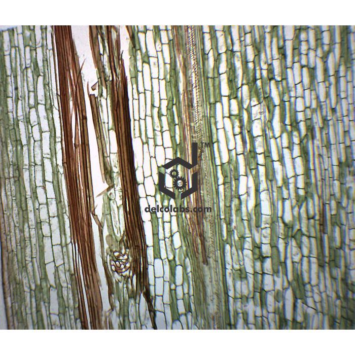 Divyansh_educational