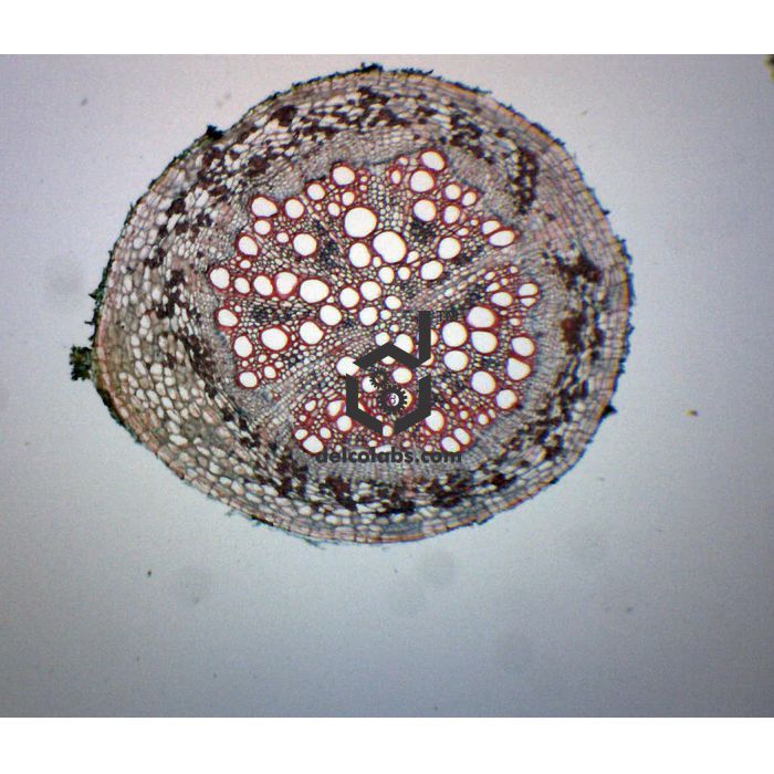 Divyansh_educational