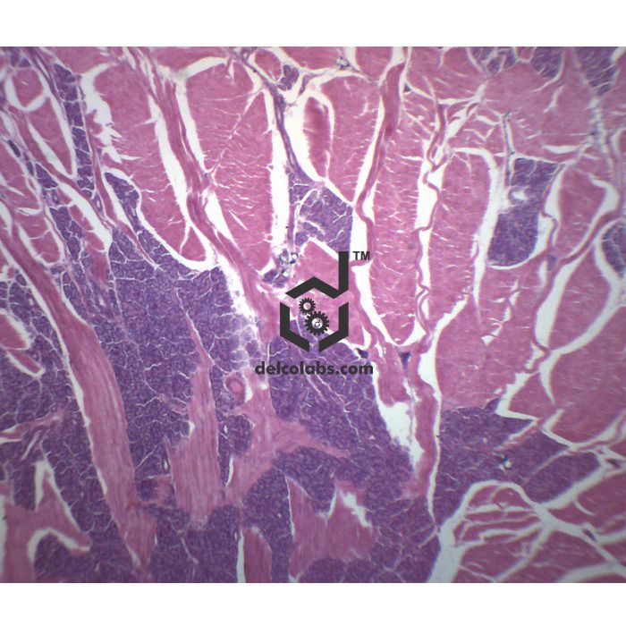 Divyansh_educational