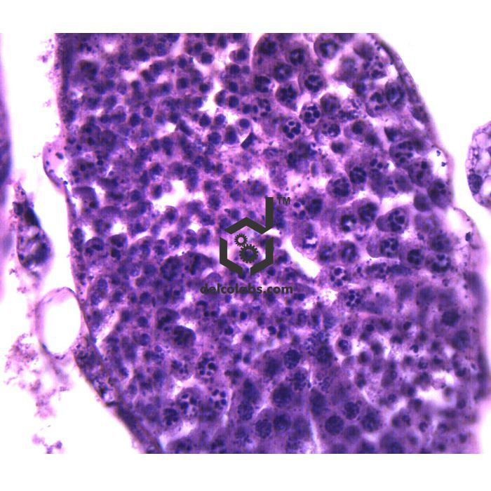 Divyansh_educational