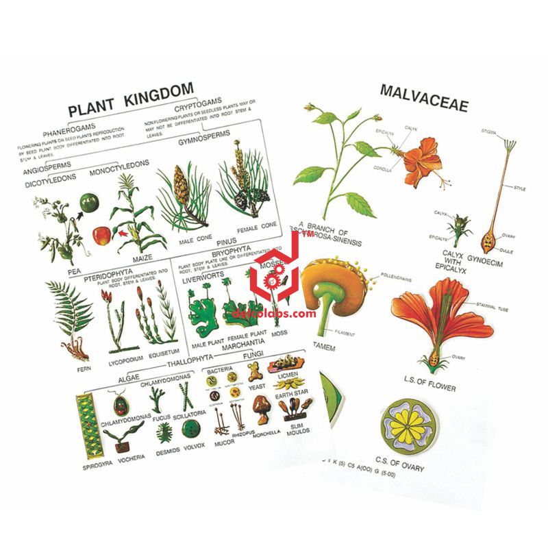 Divyansh_educational