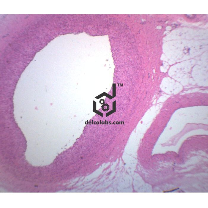 Divyansh_educational