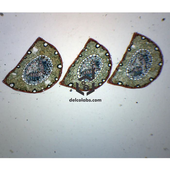 Divyansh_educational