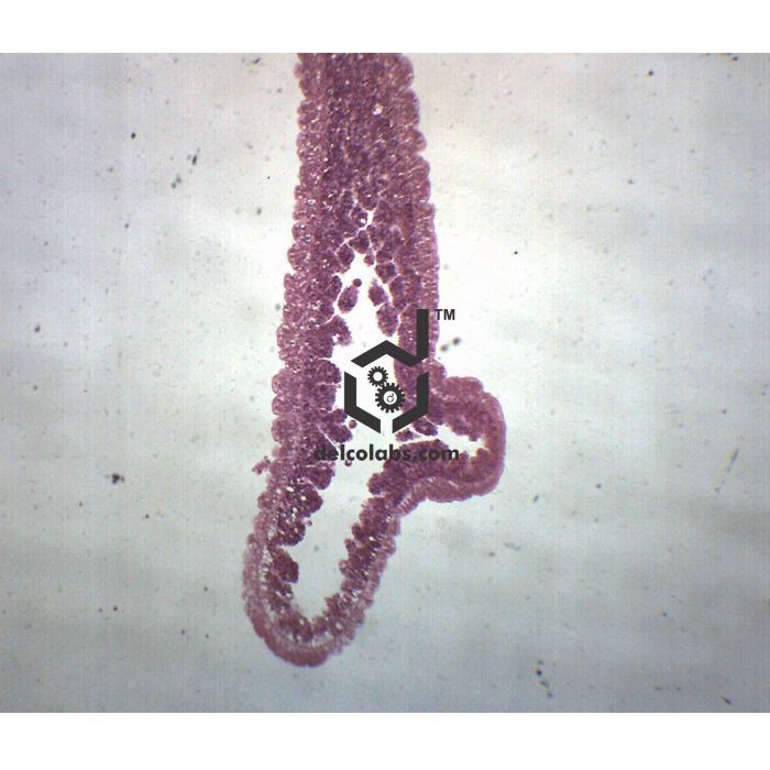 Divyansh_educational