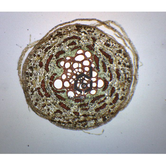 Divyansh_educational