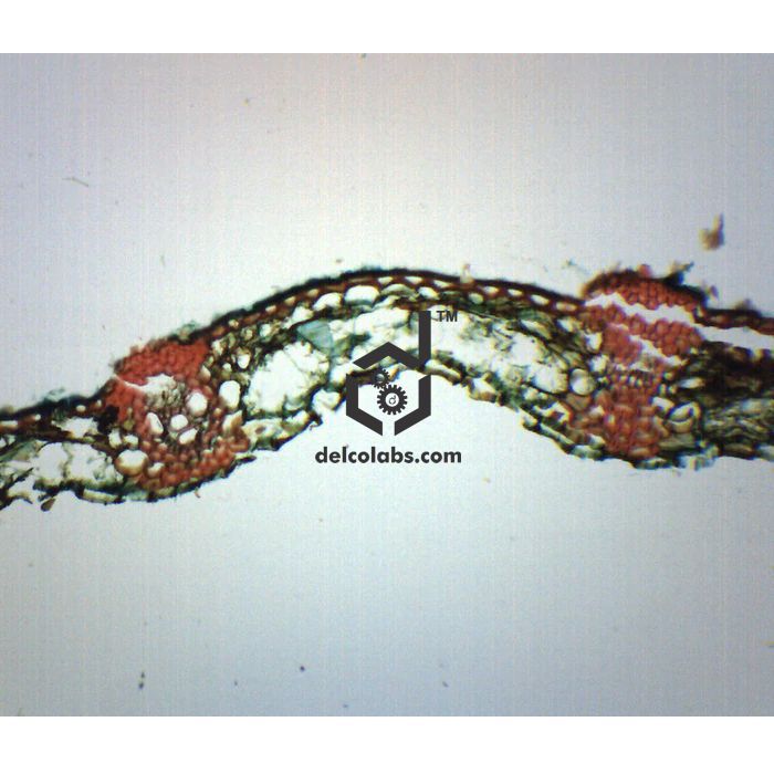 Divyansh_educational