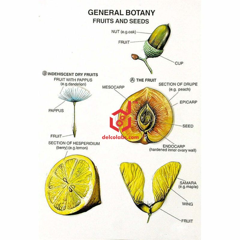 Divyansh_educational