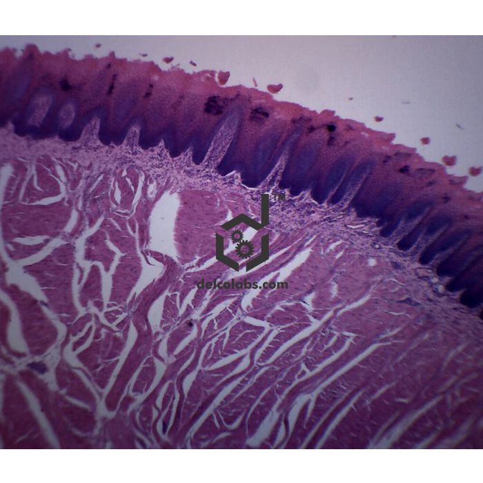 Divyansh_educational