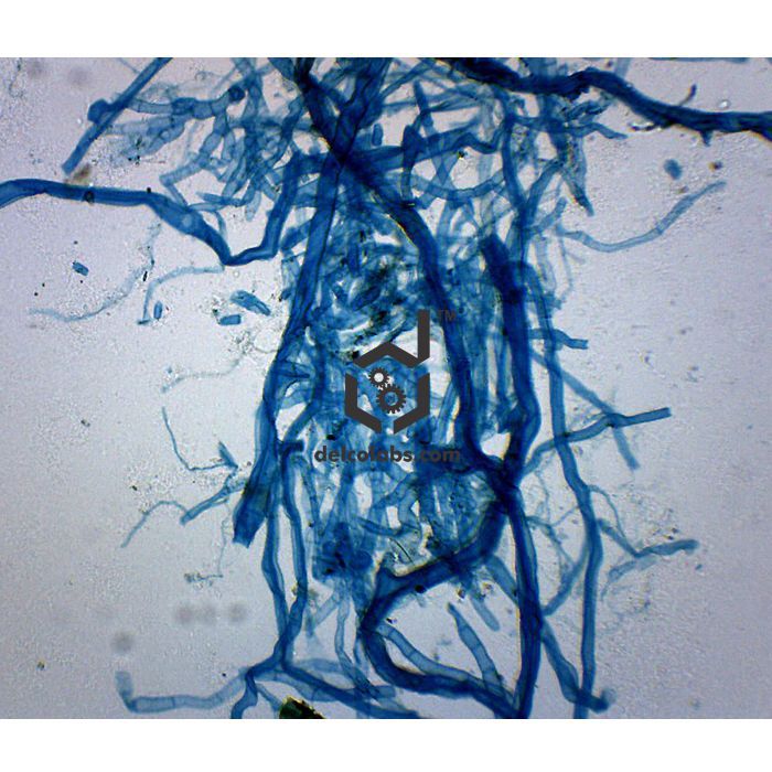 Divyansh_educational