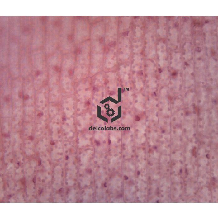 Divyansh_educational