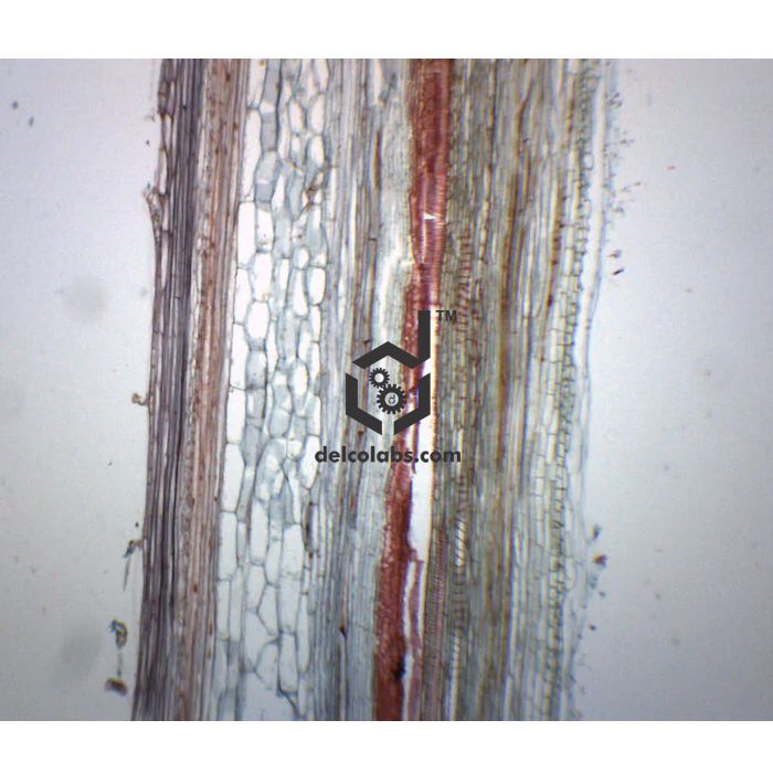 Divyansh_educational