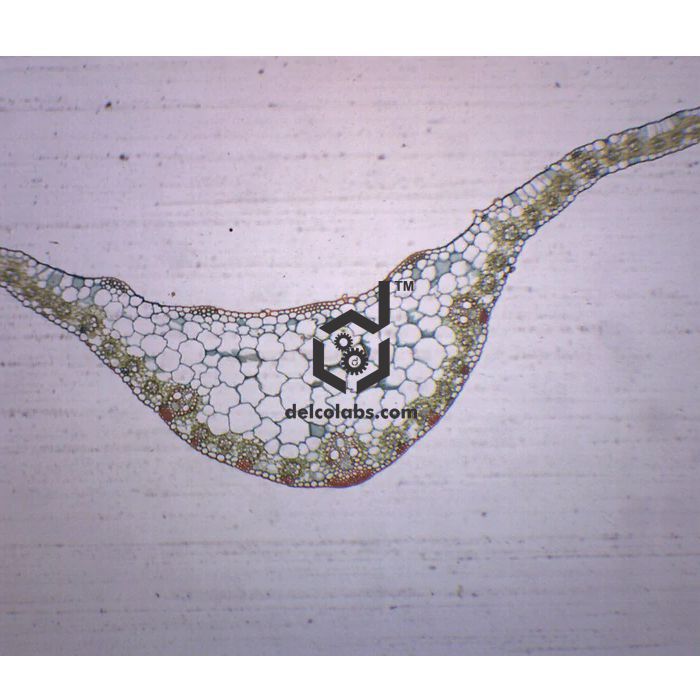 Divyansh_educational