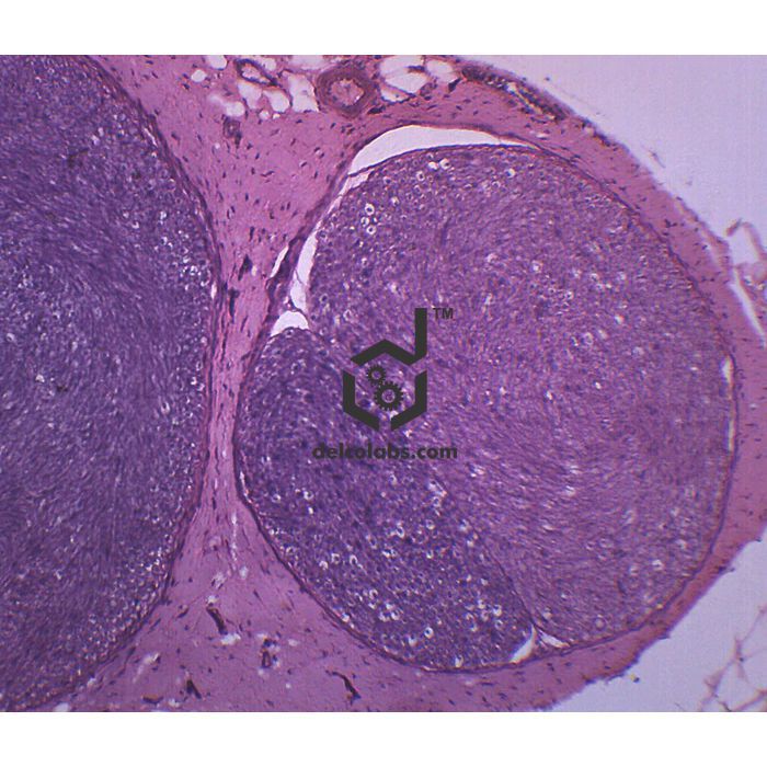 Divyansh_educational