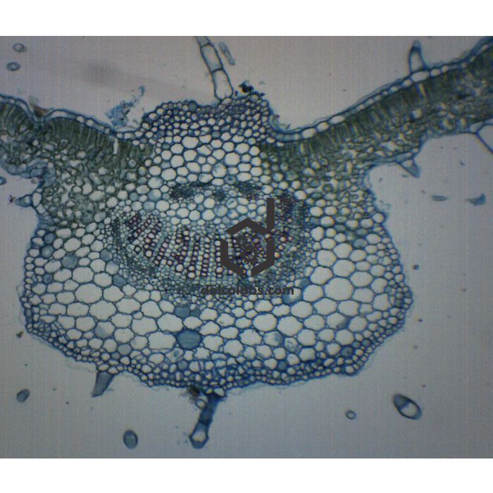 Divyansh_educational