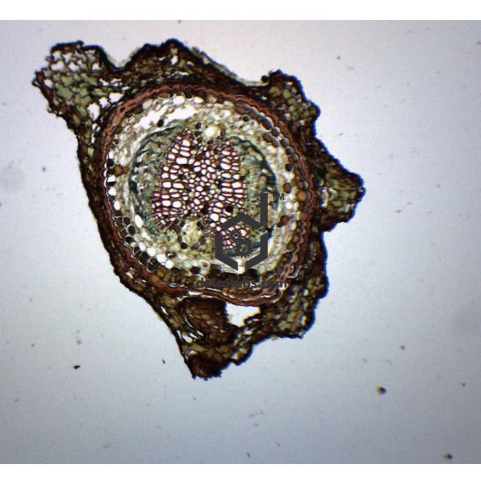 Divyansh_educational