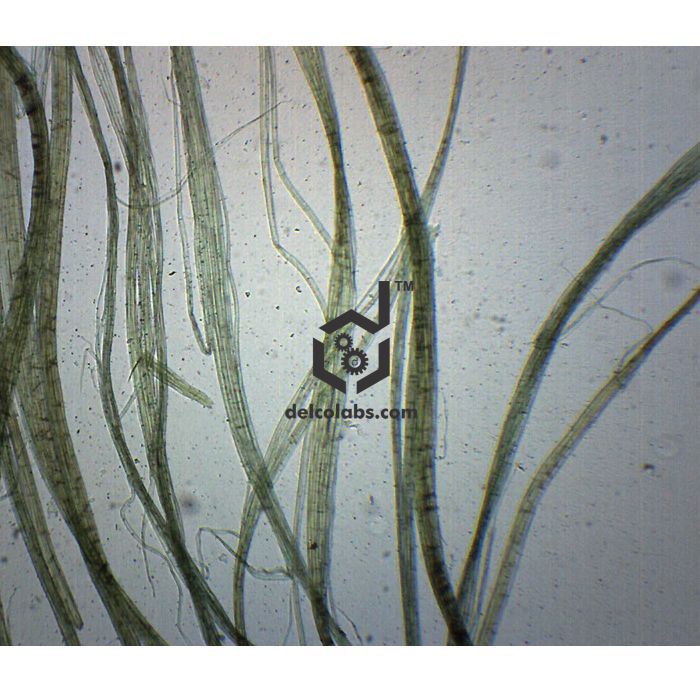 Divyansh_educational