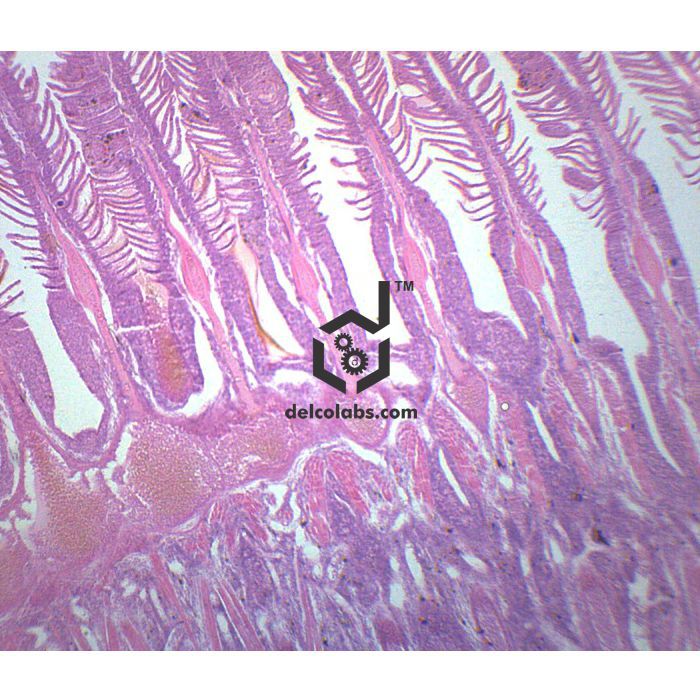 Divyansh_educational