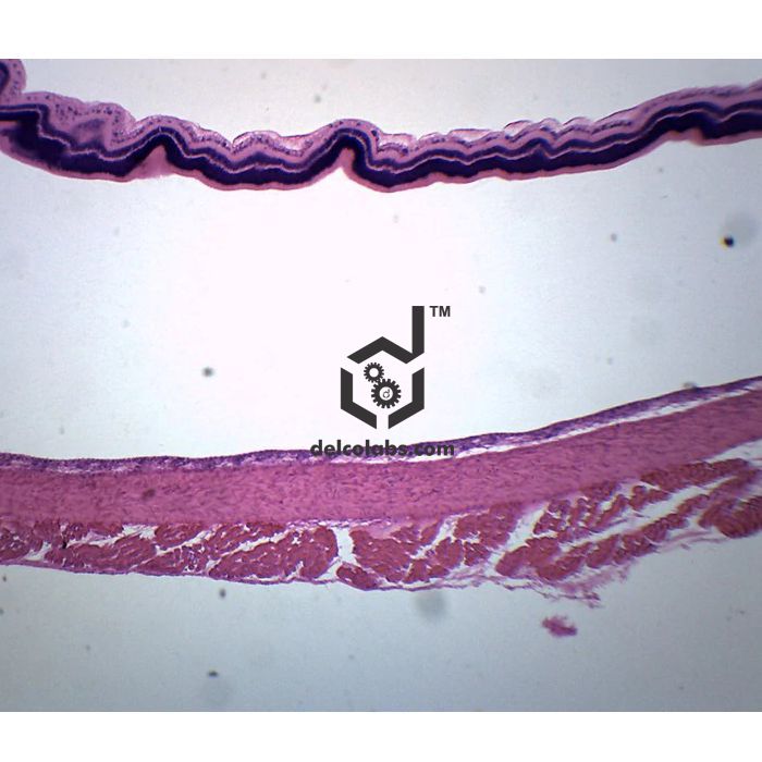 Divyansh_educational