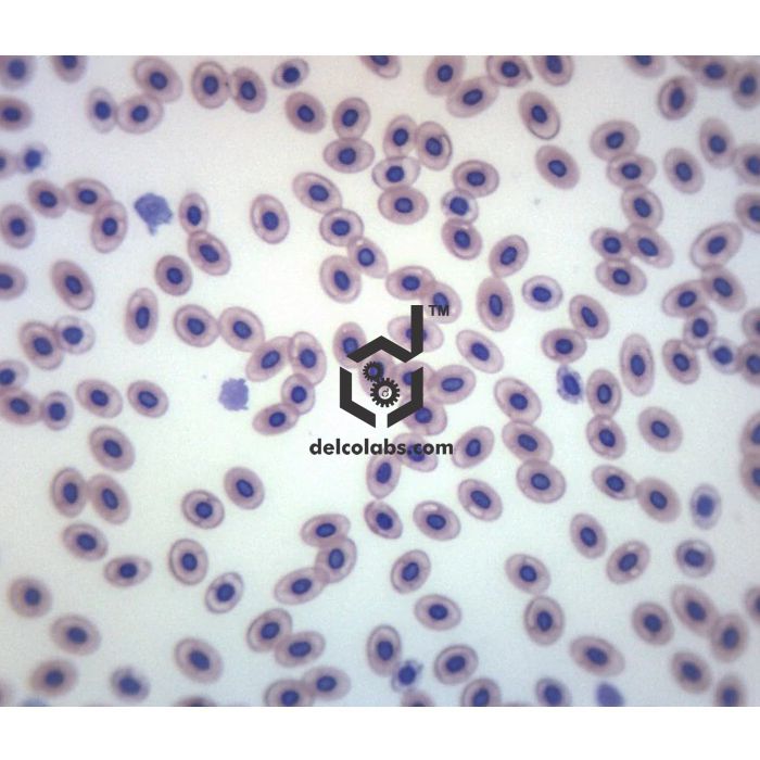 Divyansh_educational