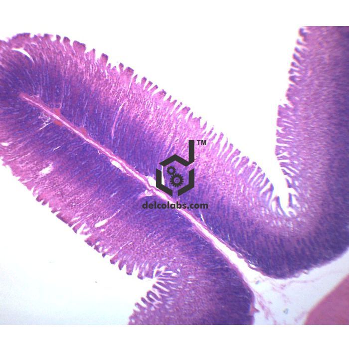 Divyansh_educational