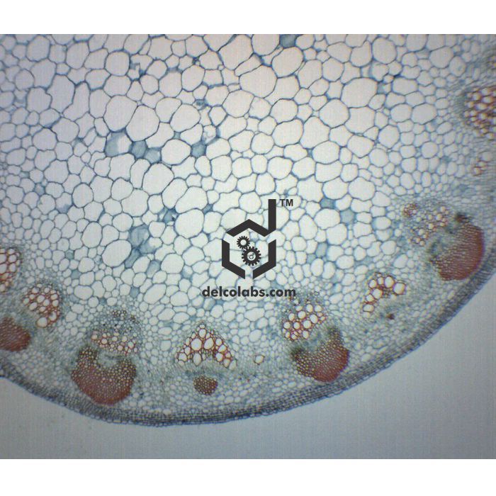 Divyansh_educational