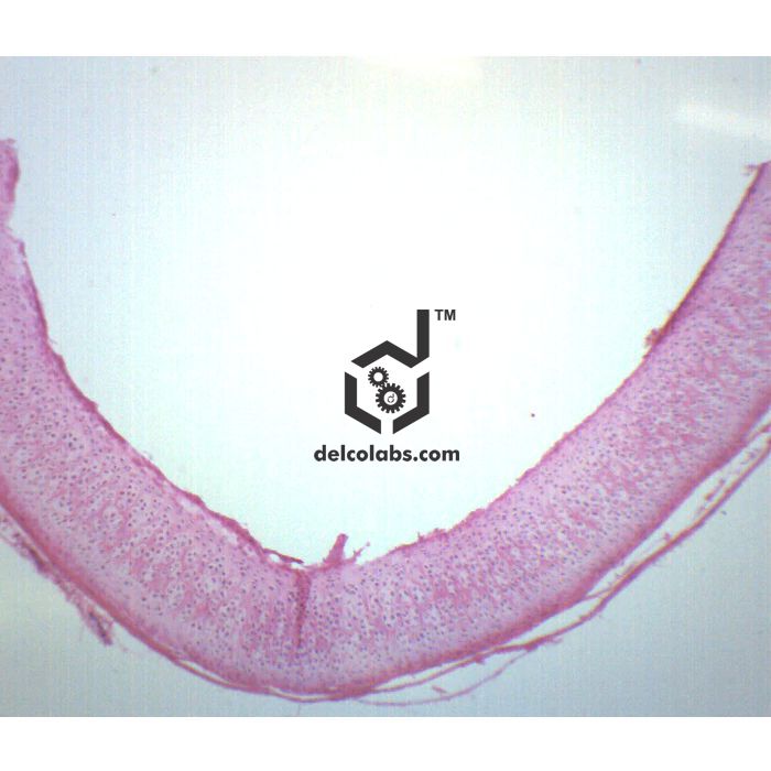 Divyansh_educational